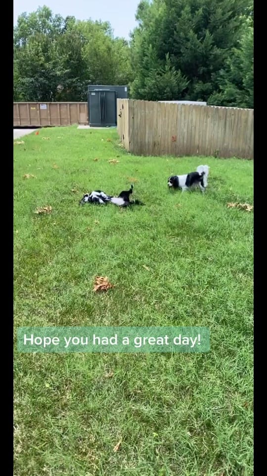 Post 7 by Exotic Vet Techs on TikTok (video)