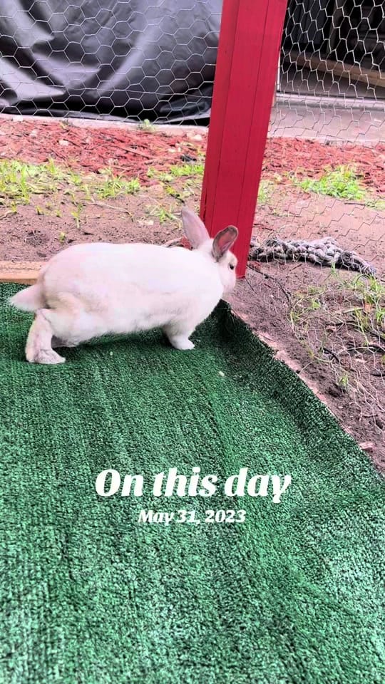 Post 1 by SuzieQB4U on TikTok (video)