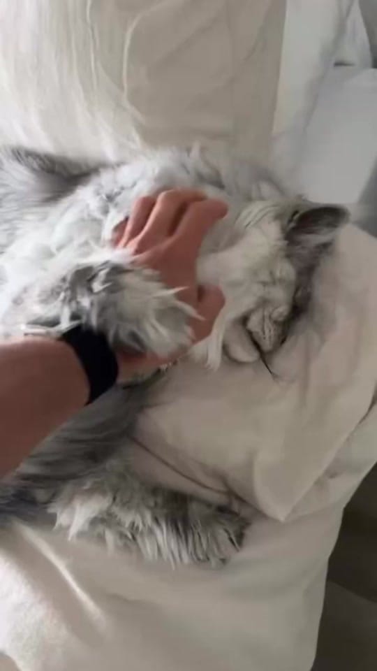 Post 8 by Caylee’s Coons on TikTok (video)