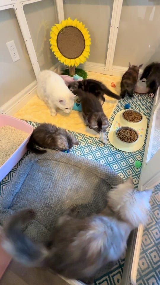 Post 6 by Caylee’s Coons on TikTok (video)