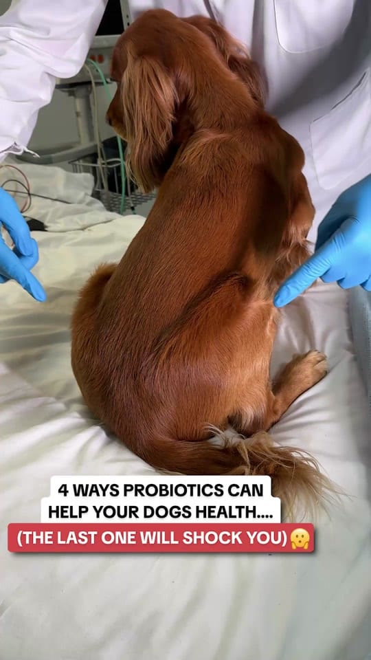 Post 9 by PetLab Co. UK on TikTok (video)