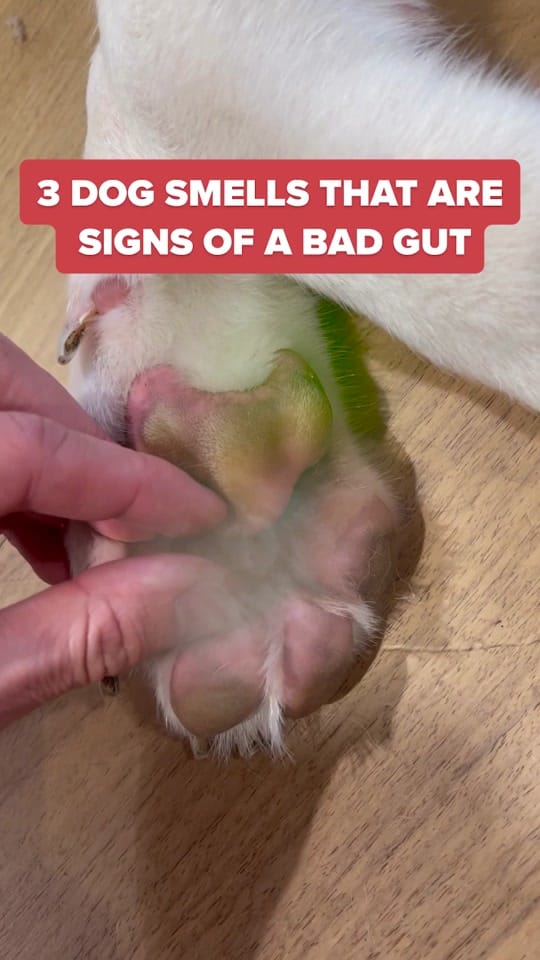 Post 6 by PetLab Co. UK on TikTok (video)