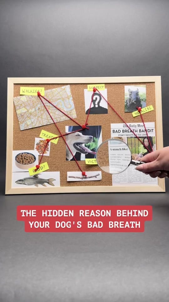 Post 1 by PetLab Co. UK on TikTok (video)