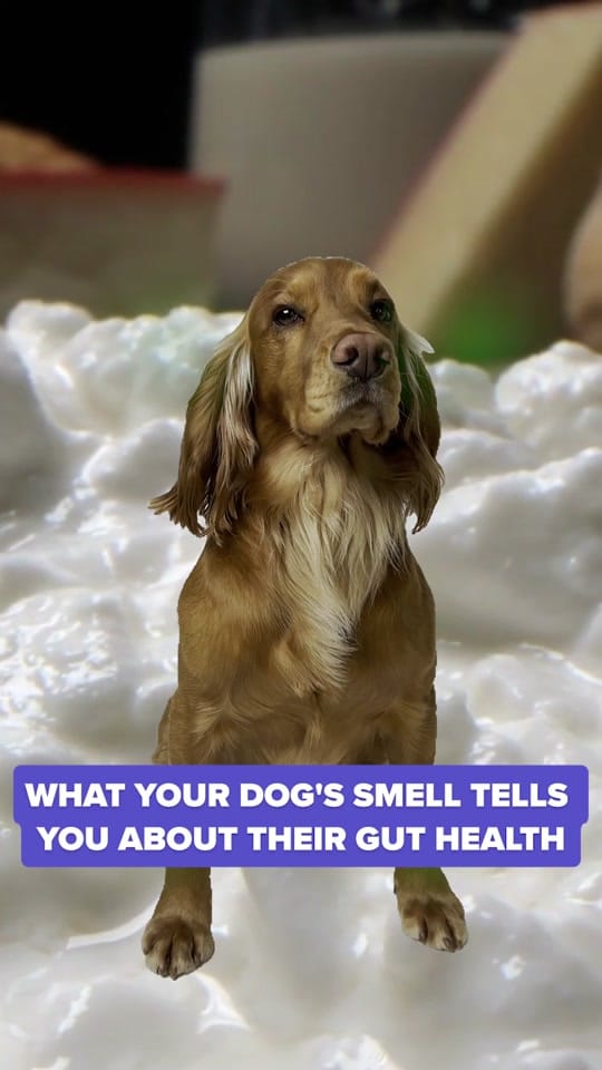 Post 7 by PetLab Co. UK on TikTok (video)