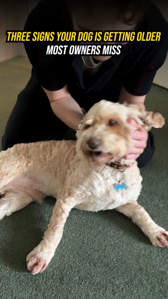 Post 10 by PetLab Co. UK on TikTok (video)