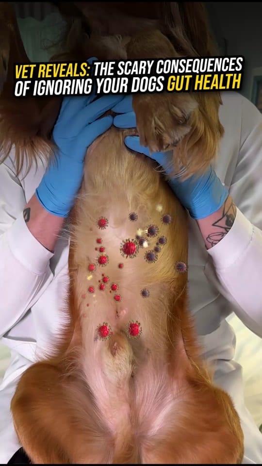 Post 5 by PetLab Co. UK on TikTok (video)