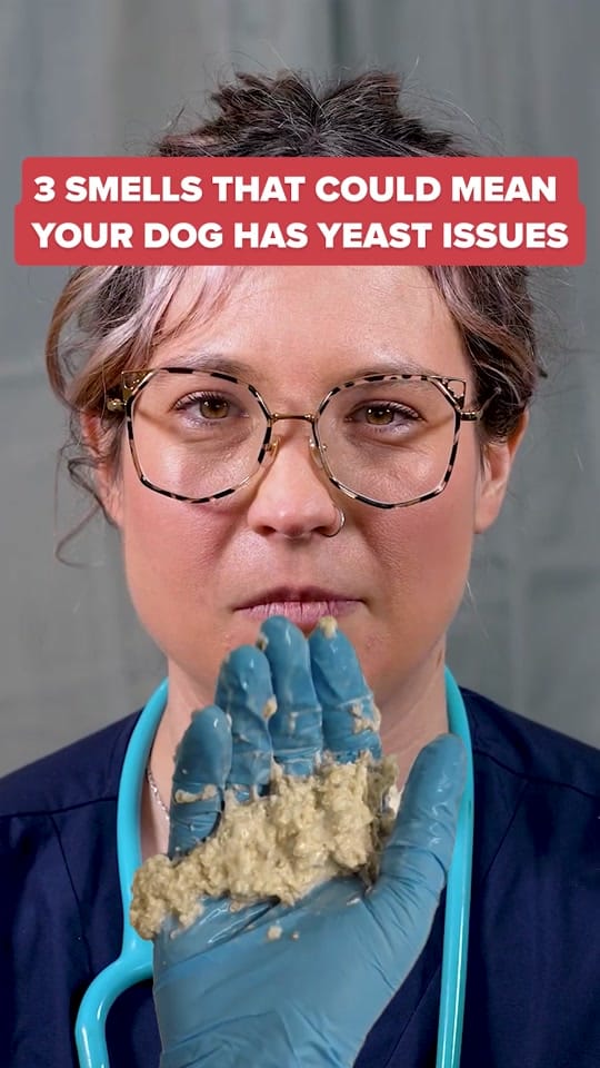 Post 8 by PetLab Co. UK on TikTok (video)