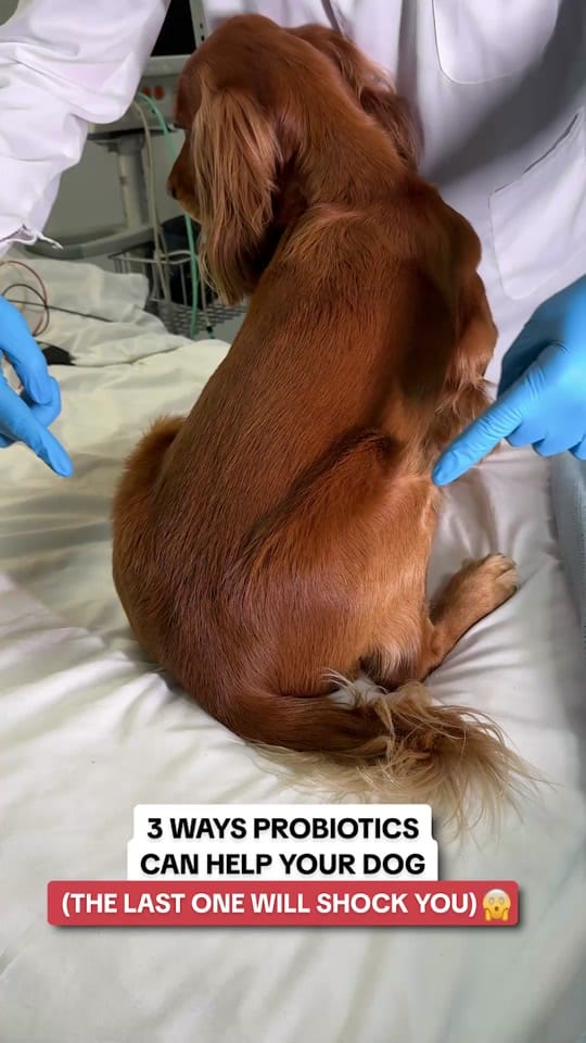 Post 2 by PetLab Co. UK on TikTok (video)
