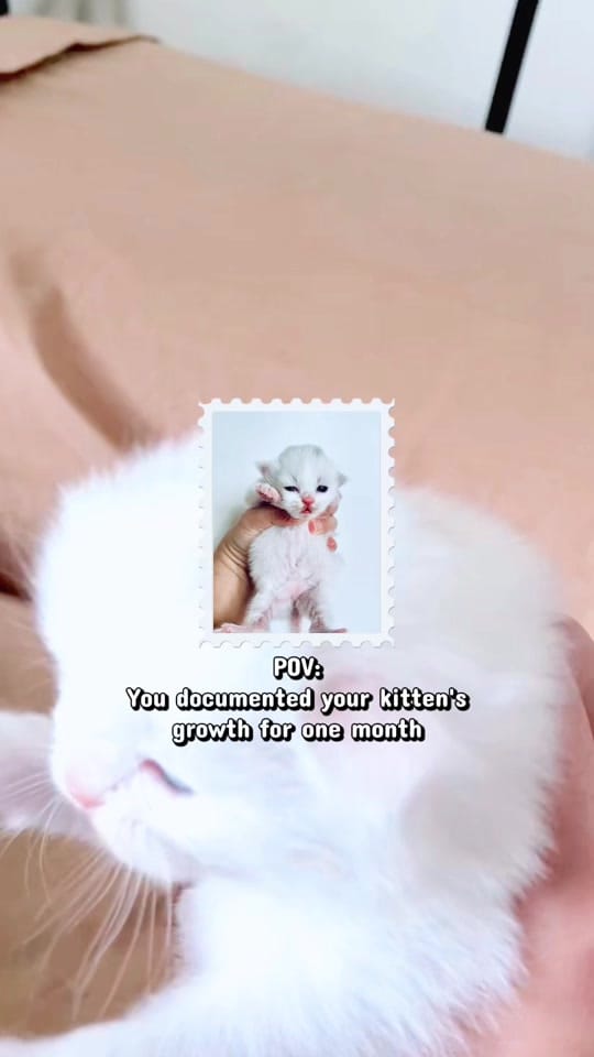 Post 4 by KennyCats ♡ on TikTok (video)