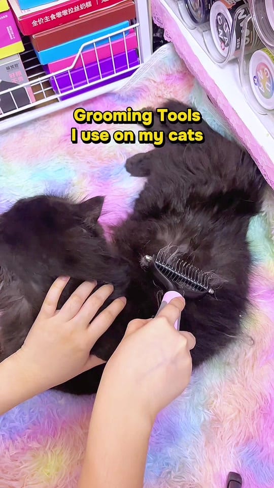 Post 7 by KennyCats ♡ on TikTok (video)