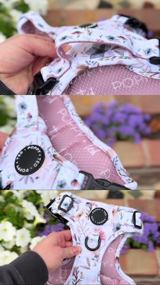 Post 5 by Poppy + Ted 🐶 on TikTok (video)