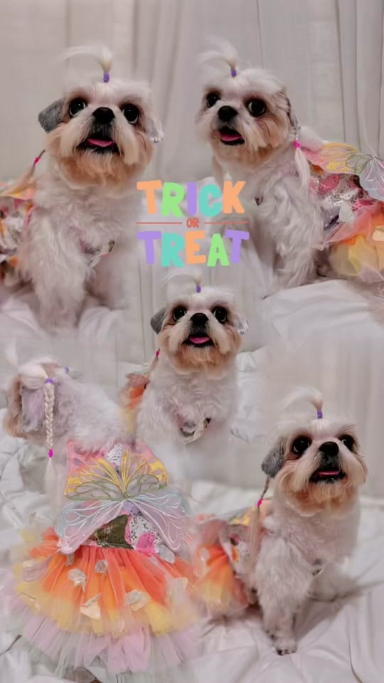 Post 7 by maggiethecuddlybears on TikTok (video)