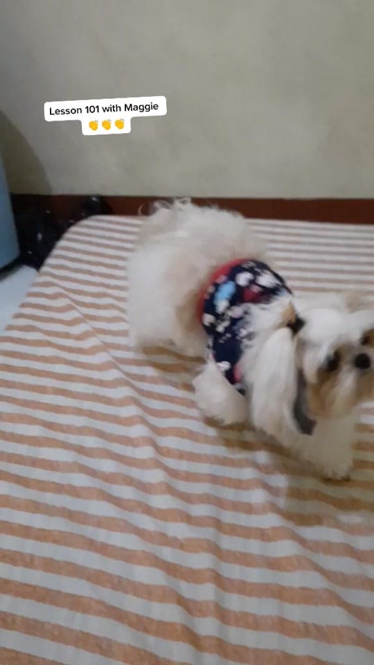 Post 9 by maggiethecuddlybears on TikTok (video)