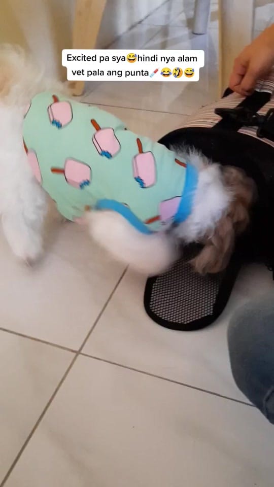 Post 10 by maggiethecuddlybears on TikTok (video)