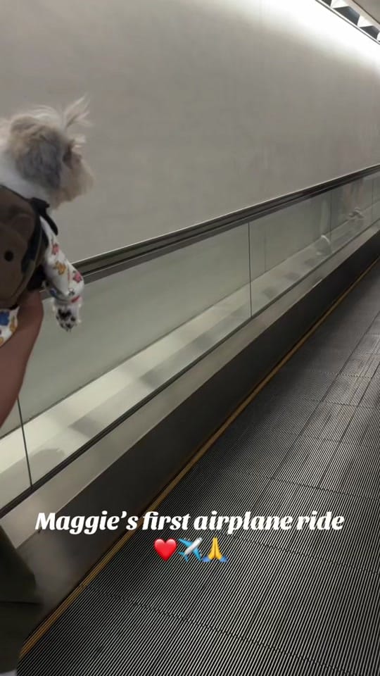 Post 6 by maggiethecuddlybears on TikTok (video)