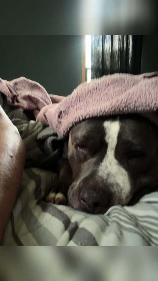 Post 2 by pittiemom44❌ on TikTok (video)