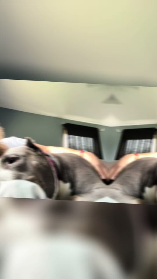 Post 3 by pittiemom44❌ on TikTok (video)