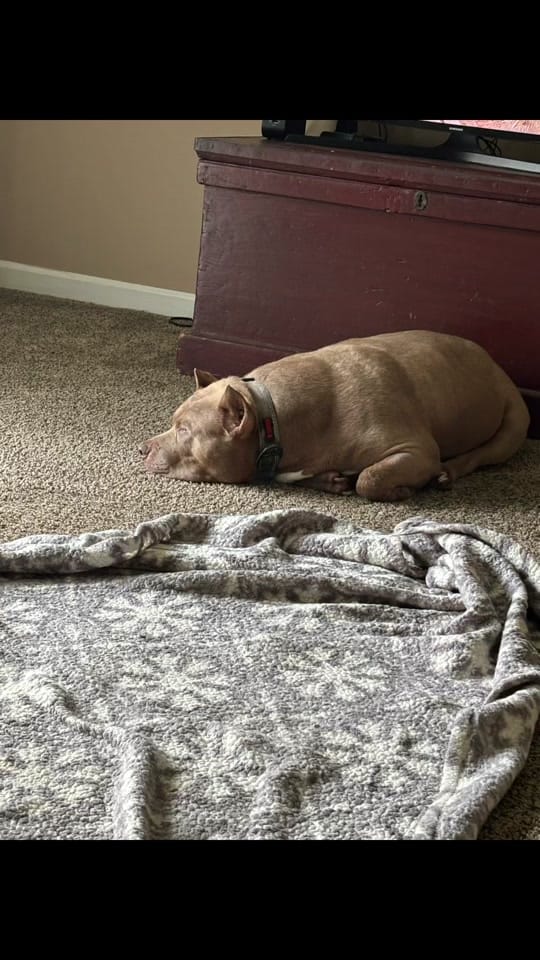 Post 8 by pittiemom44❌ on TikTok (video)