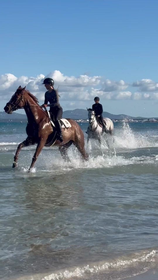 Post 8 by equestrian_Julia_horses on TikTok (video)