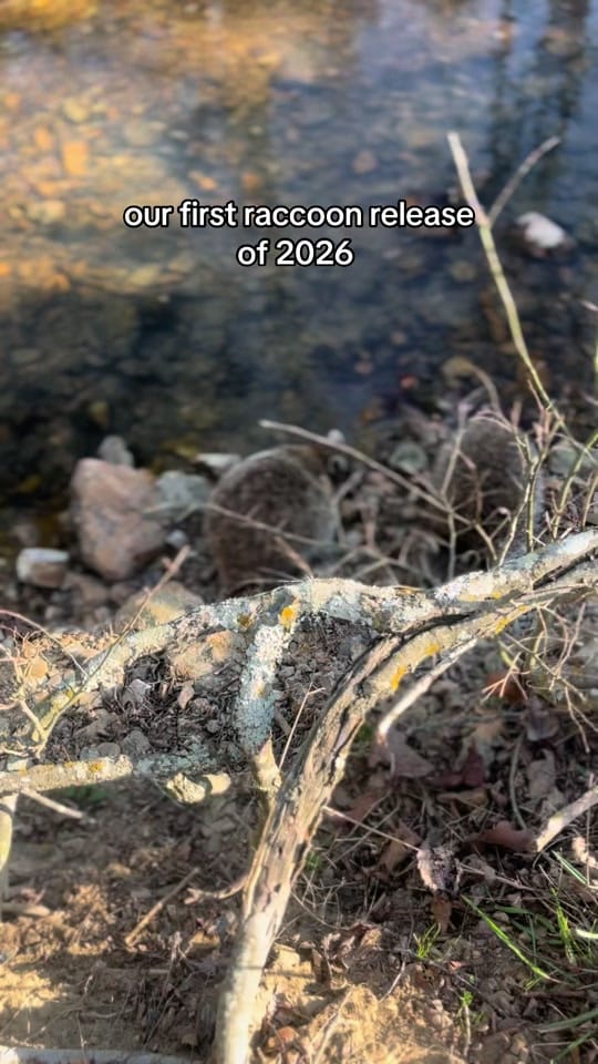 Post 3 by WildCare Oklahoma on TikTok (video)