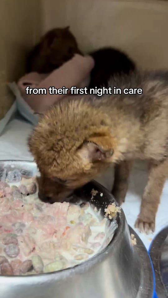 Post 5 by WildCare Oklahoma on TikTok (video)