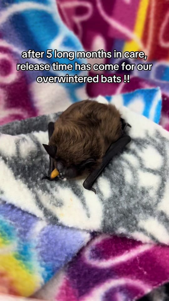 Post 2 by WildCare Oklahoma on TikTok (video)