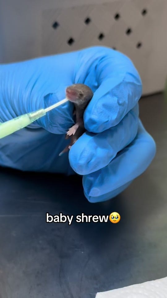 Post 7 by WildCare Oklahoma on TikTok (video)