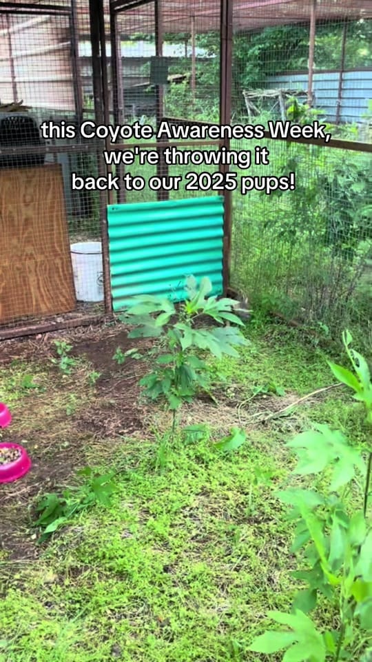 Post 6 by WildCare Oklahoma on TikTok (video)