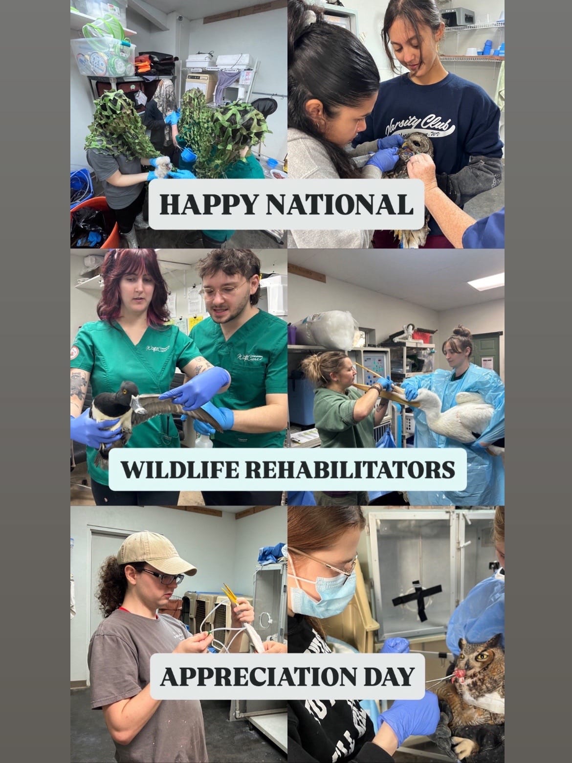 Post 8 by WildCare Oklahoma on TikTok (video)