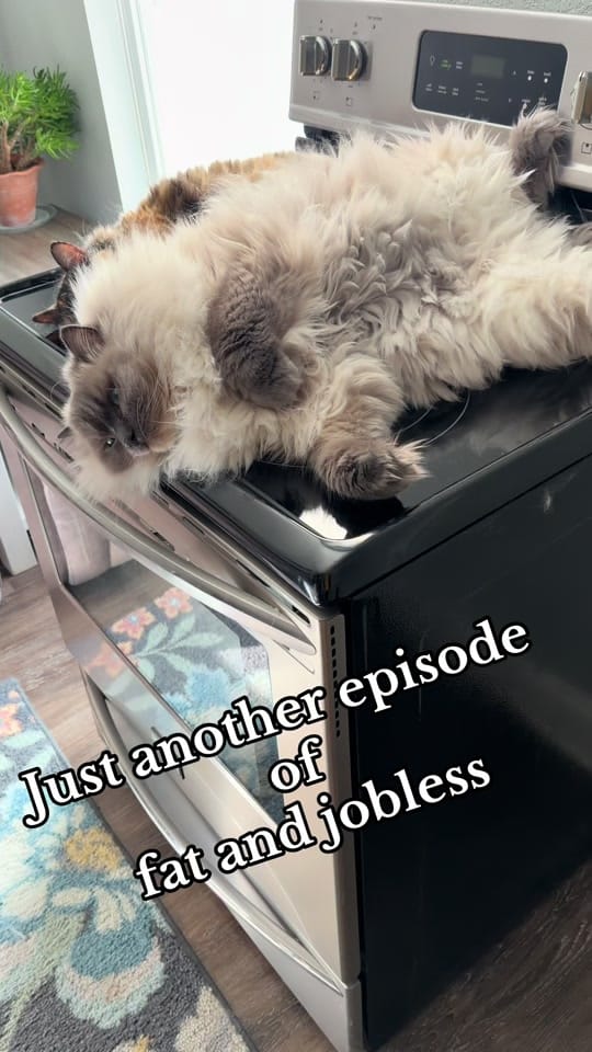 Post 9 by Sprinkles&Sweetcheeks on TikTok (video)