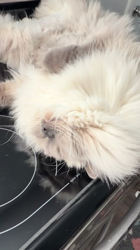 Post 4 by Sprinkles&Sweetcheeks on TikTok (video)