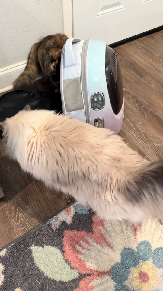 Post 8 by Sprinkles&Sweetcheeks on TikTok (video)