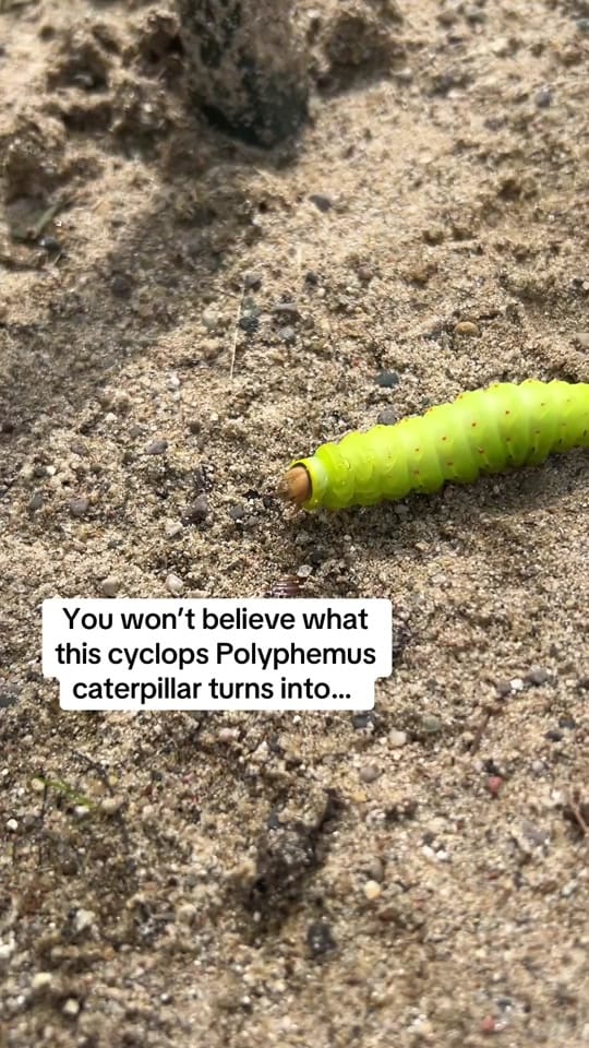 Post 6 by Janeve | Trauma Therapist 🌿 on TikTok (video)