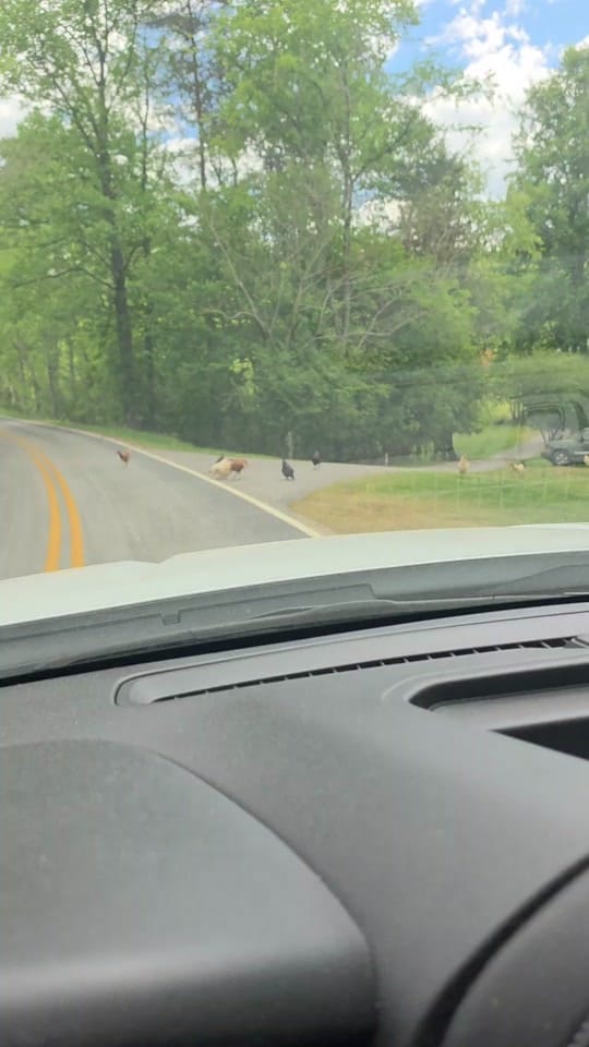 Post 3 by Cody Greene on TikTok (video)