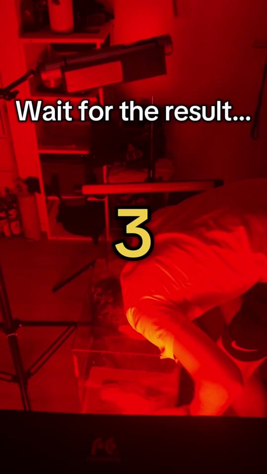 Post 5 by Timo Sell on TikTok (video)