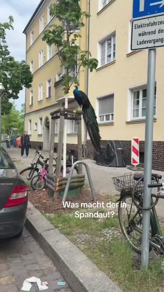 Post 3 by Dasistberlinbitch on TikTok (video)