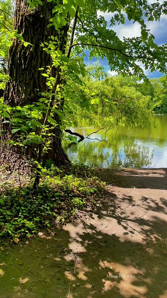 Post 9 by City Nature Beautifuls 🌱 on TikTok (video)