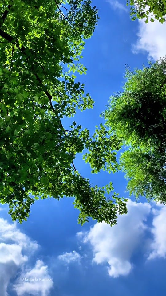Post 6 by City Nature Beautifuls 🌱 on TikTok (video)