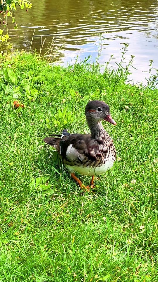 Post 4 by City Nature Beautifuls 🌱 on TikTok (video)