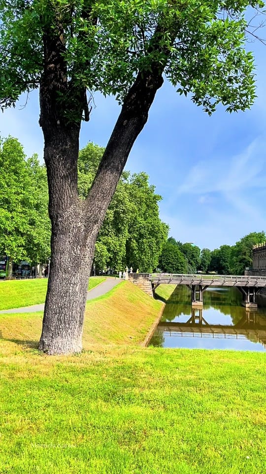 Post 5 by City Nature Beautifuls 🌱 on TikTok (video)