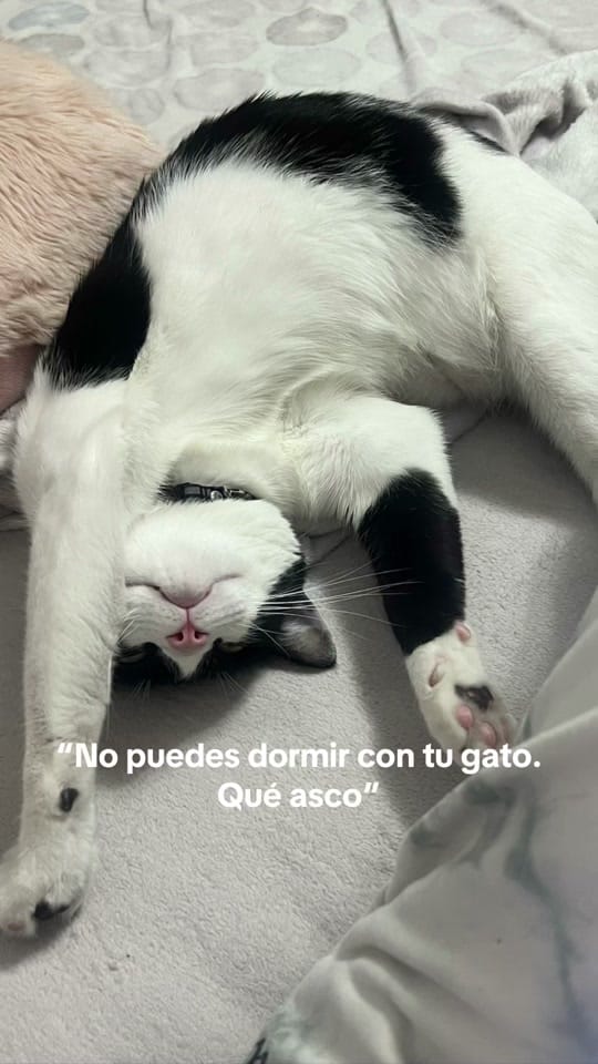 Post 8 by Makeup by Mery on TikTok (video)