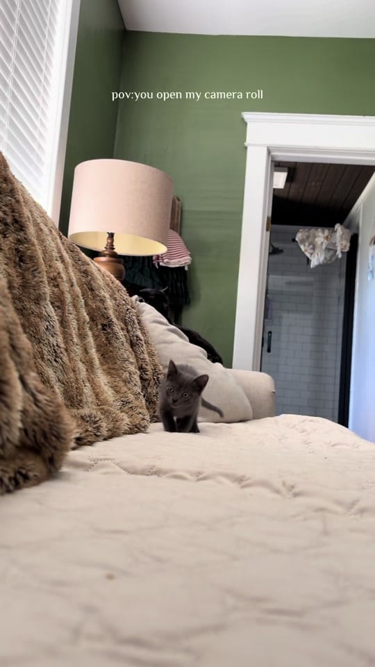 Post 7 by Fostering Felines on TikTok (video)
