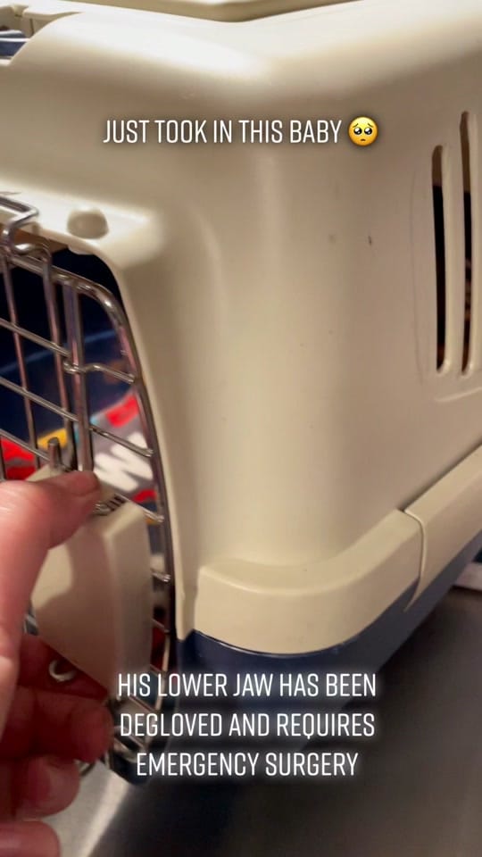 Post 10 by Fostering Felines on TikTok (video)