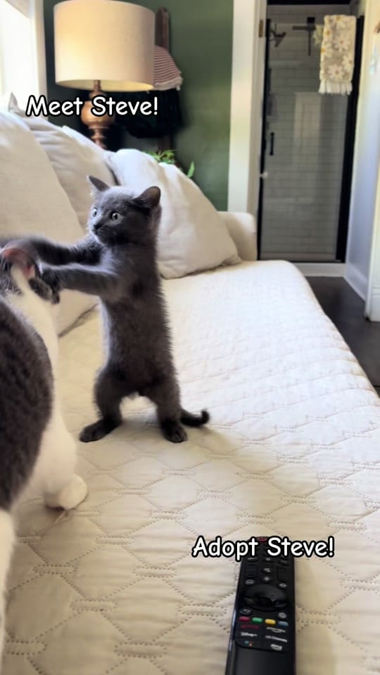 Post 8 by Fostering Felines on TikTok (video)