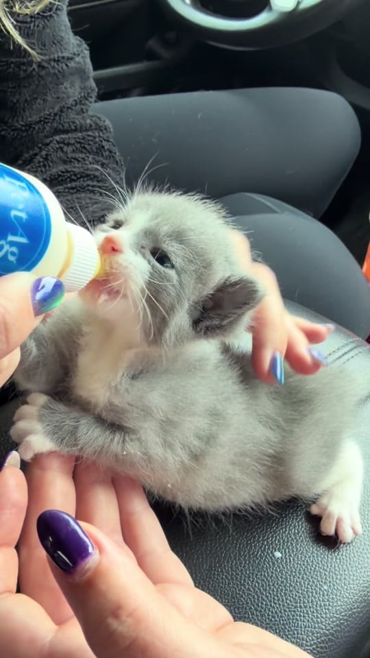 Post 6 by Fostering Felines on TikTok (video)