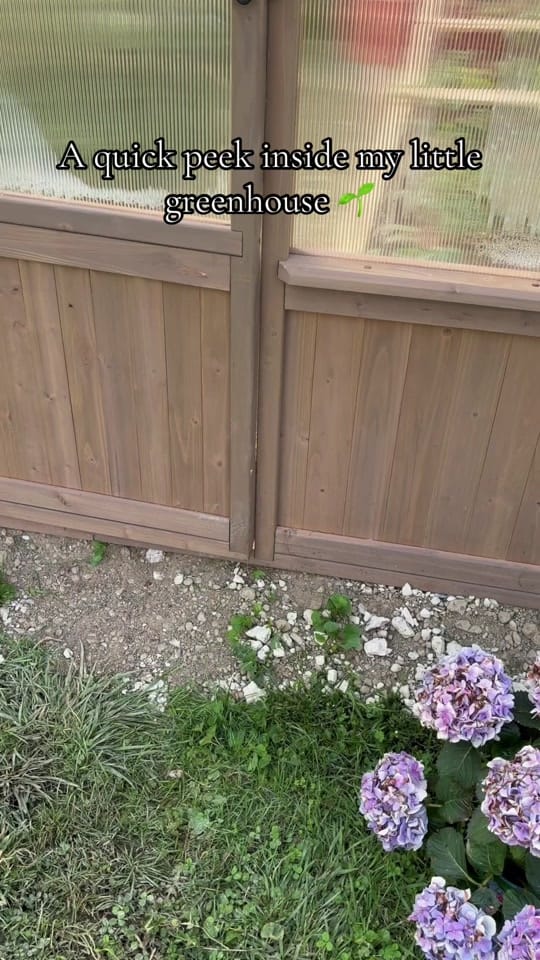 Post 5 by Fostering Felines on TikTok (video)