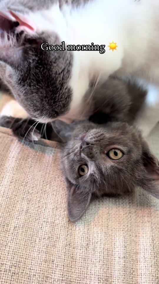 Post 4 by Fostering Felines on TikTok (video)