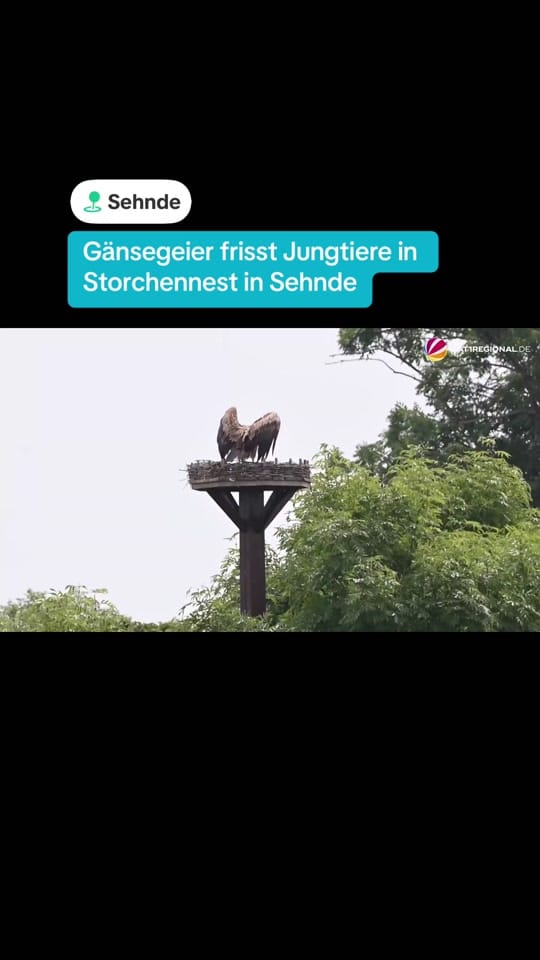 Post 3 by SAT.1 REGIONAL Norddeutschland on TikTok (video)