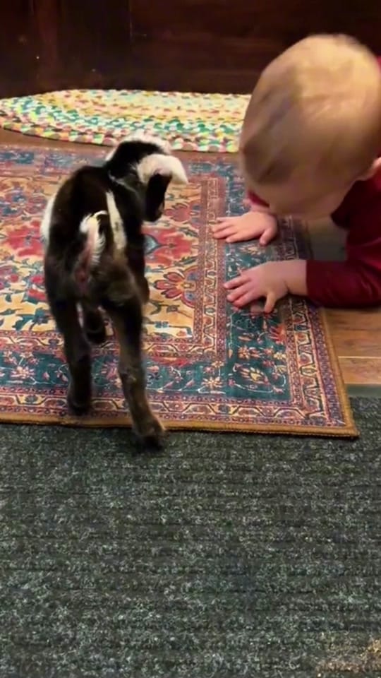 Post 10 by Funny Videos on TikTok (video)