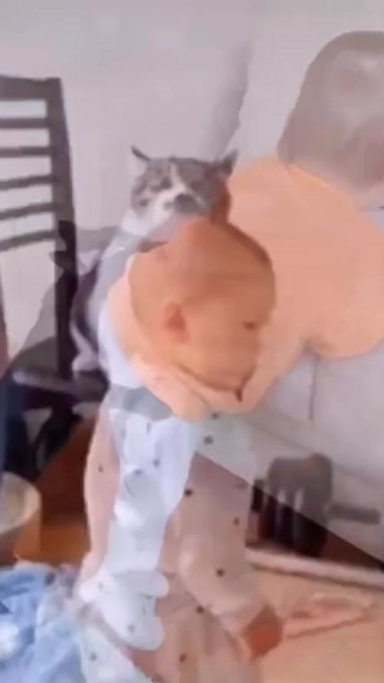 Post 7 by Funny Videos on TikTok (video)